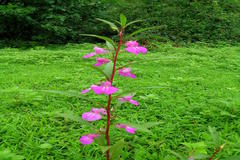 Impatiens balsamina var. rosea